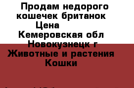 Продам недорого кошечек британок › Цена ­ 1 000 - Кемеровская обл., Новокузнецк г. Животные и растения » Кошки   